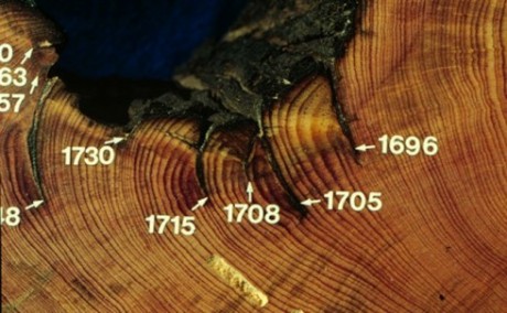 Scars left by past forest fires dated by tree rings