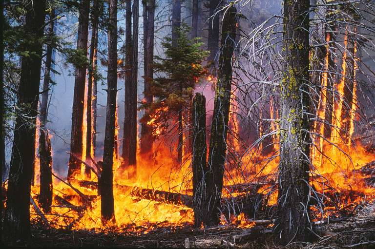 The low-to-moderate intensity surface fire in this prescribed burn will lower the fuel load in this forest in the Lake Tahoe Basin. Photo credit: Alan H. Taylor Fire in the understory of a Californian conifer forest
