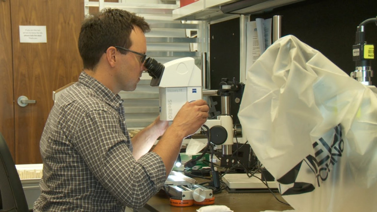 Kevin Anchukaitis in the lab examining tree-ring samples under the microscope