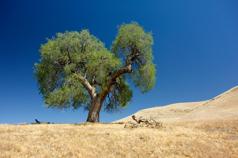 oak in California