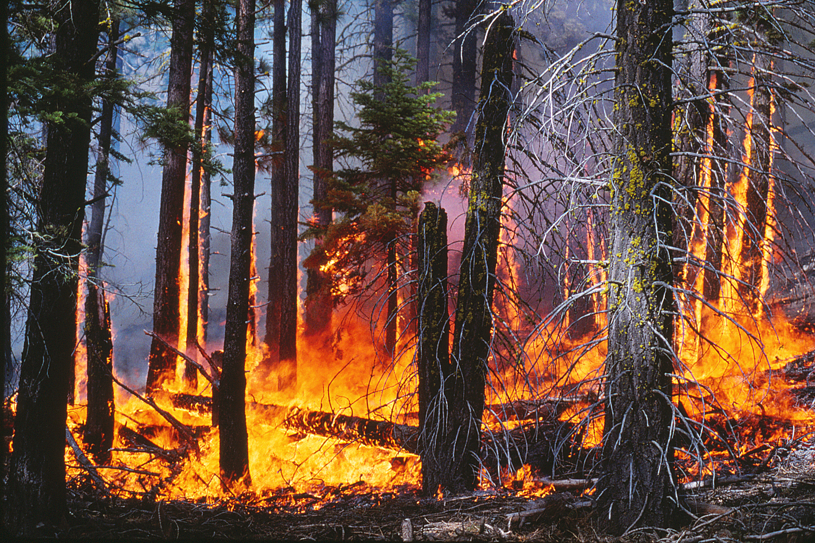 Лесная шерсть. Лес в огне. Канадский лес в огне. Большой пожар в лесу. Огонь в лесу древности.