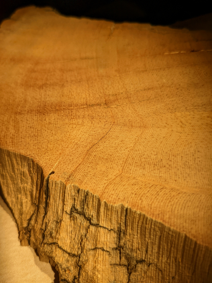 The slab of bristlecone pine wood, showing the ring pattern on the polished top surface