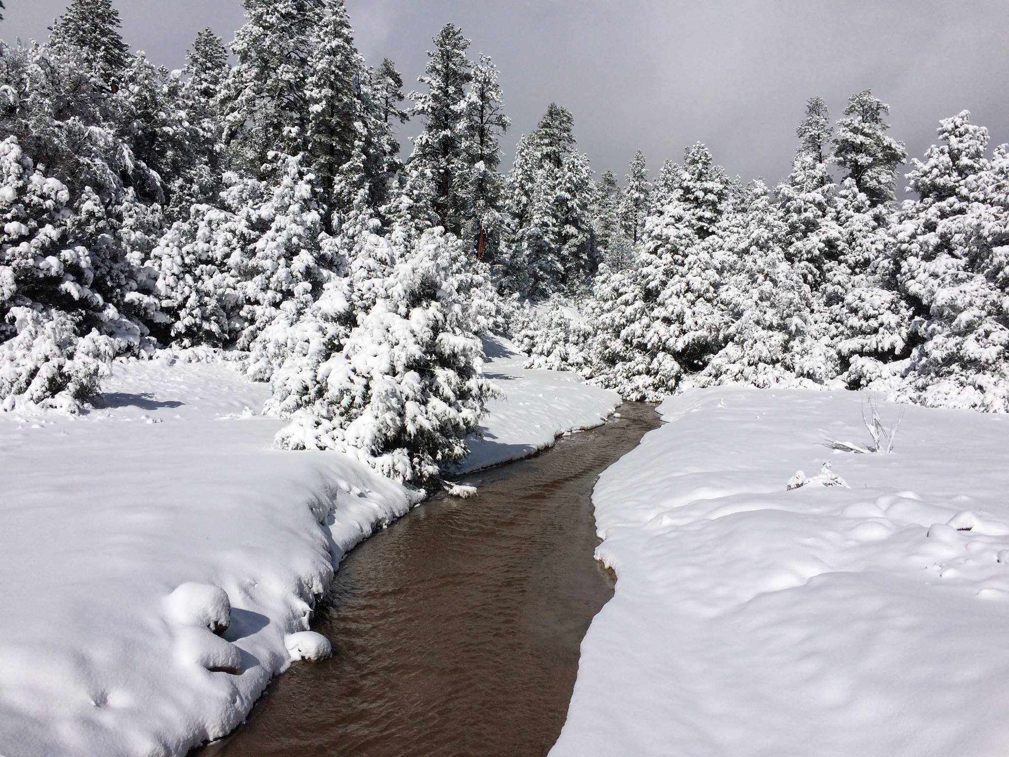 Water flows in the creek, but snow covers the ground and trees in the background.