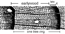 transverse view of a conifer tree ring