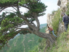 Lei Wang and Jungang Dong of the Chinese Academy of Sciences in Xi’an, China, take a sample from an ancient southern Chinese pine tree on Mt. Helan in the western Loess Plateau of China.