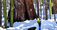 The base of a giant sequoia trunk in the snow.