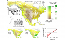 Maps of changes in tree growth rates in North America under changing climate and various water use efficiency assumptions.