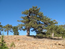 Artemio: an open stand of Pinus nigra, at ca. 1815 m.