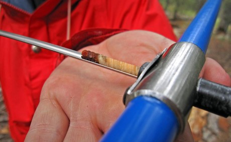 Summer tree-ring studies at the UA LTRR