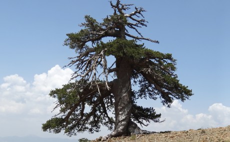 The tree in its Pindus Mountains setting.