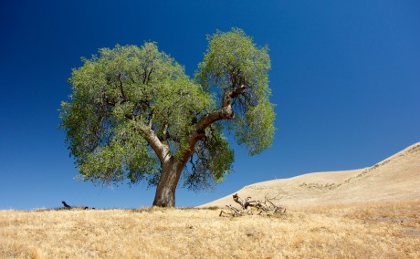 oak in California
