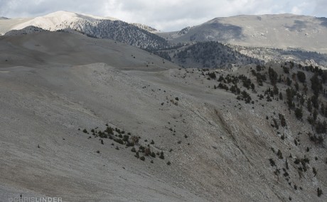 Bristlecone pine growing at treeline