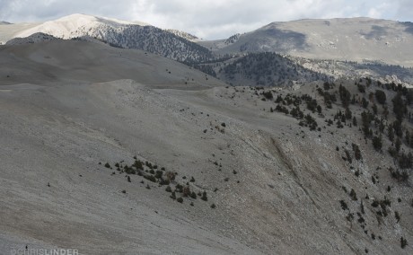 Bristlecone pine growing at treeline 