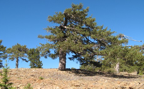 Artemio: an open stand of Pinus nigra, at ca. 1815 m.