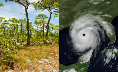 Open stand of Pinus elliottii var. densa | Hurricane Katrina before landfall