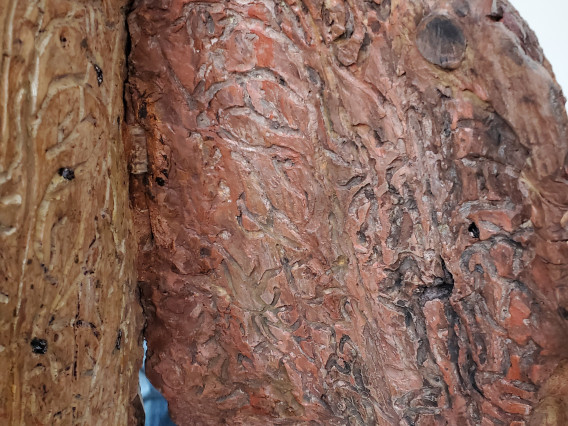 A flap lifts out to reveal bark beetle galleries beneath the bark.