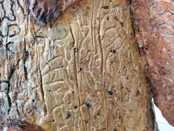 Bark beetle galleries on the wood surface under the bark flap.