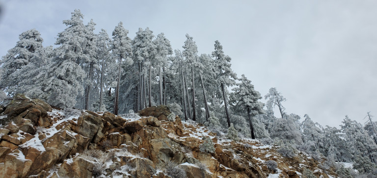 Snow on Ponderosa Pine