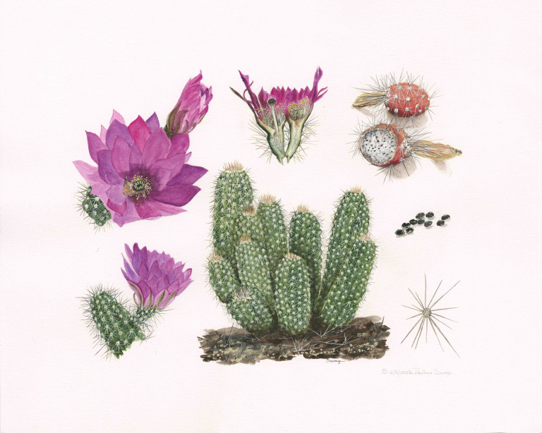 Echinocereus fasciculatus