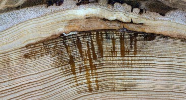 A cross-section of a Douglas-fir tree showing the healed scars from fires on 2003 and 2007. Photo: USDA Forest Service.