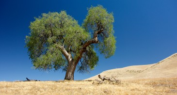 oak in California