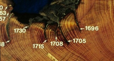 Scars left by past forest fires dated by tree rings