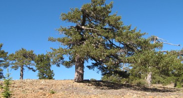 Artemio: an open stand of Pinus nigra, at ca. 1815 m.