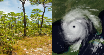 Open stand of Pinus elliottii var. densa | Hurricane Katrina before landfall